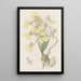 Oncidium bicolore - Sydenham Edwards — framed artwork on a wall