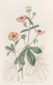 Bicolour Potentilla - Sydenham Edwards — artwork view