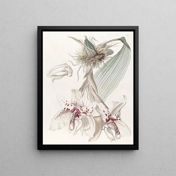 Sydenham Edwards - Twocoloured Von Martius Stanhopea.webp