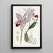 Laelia à deux tranchants - Sydenham Edwards — framed artwork on a wall