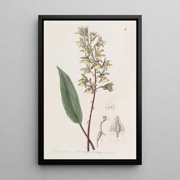 Sydenham Edwards - Twohorned Ania.webp