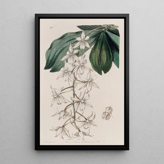 Sydenham Edwards - Twolobed Angurek.webp