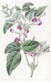 Glycine à deux lobes - Sydenham Edwards — artwork view
