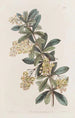 Berberis ombellée - Sydenham Edwards — artwork view