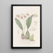 Bolbophyl ombellé - Sydenham Edwards — framed artwork on a wall