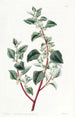 Polygonus peu attrayant - Sydenham Edwards — artwork view