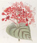 Clérodendron Malchanceux - Sydenham Edwards — weergave van het kunstwerk