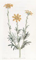 Baebera with upright branches - Sydenham Edwards — artwork view