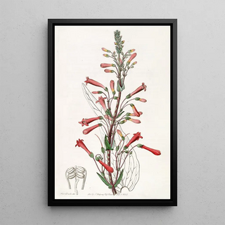 Sydenham Edwards - Valerianleaved Chelone.webp