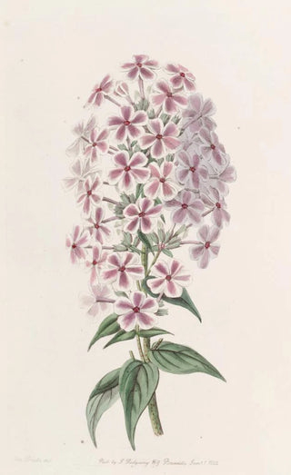 Sydenham Edwards - Van Houttes Phlox.webp