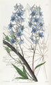Pied d'alouette variable - Sydenham Edwards — artwork view