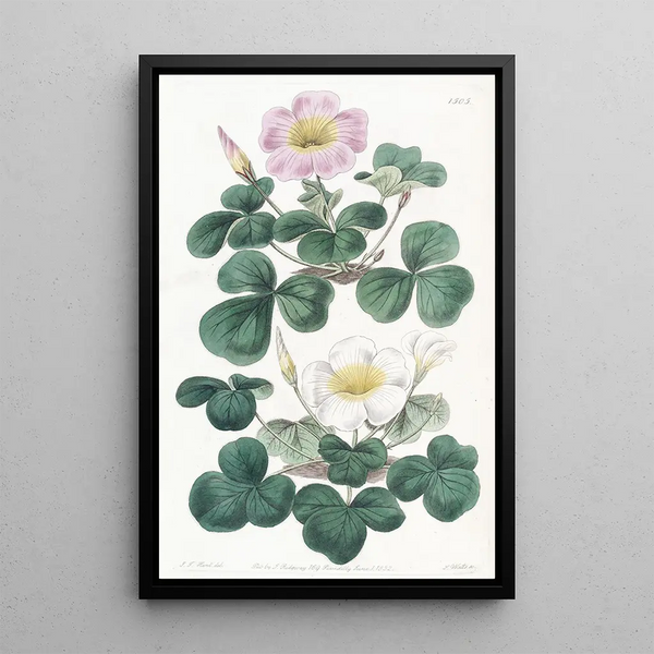 Sydenham Edwards - Variable Oxalis.webp