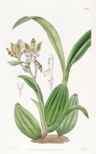 Sydenham Edwards - Variegated Aspasia.webp