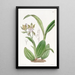 Aspasia Panachée - Sydenham Edwards — framed artwork on a wall