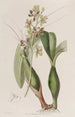 Epidendrum panaché - Sydenham Edwards — artwork view
