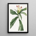 Costus à fleurs panachées - Sydenham Edwards — framed artwork on a wall