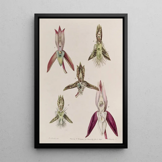 Sydenham Edwards - Various Species of Catasetum.webp