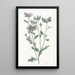 Collomia à feuilles variées - Sydenham Edwards — framed artwork on a wall