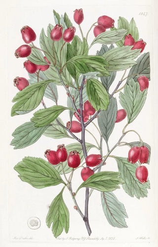 Sydenham Edwards - Variousleaved Hawthorn.webp