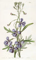 Lobélie à feuilles variées - Sydenham Edwards — artwork view