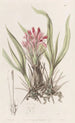 Puya à feuilles variées - Sydenham Edwards — weergave van het kunstwerk