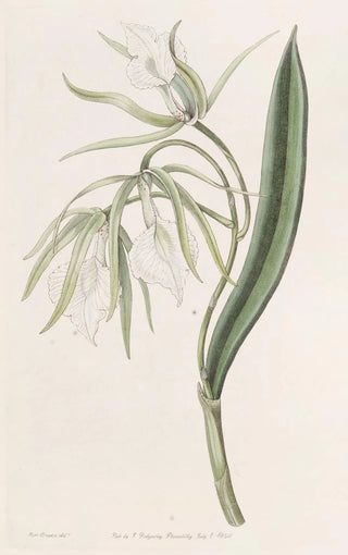 Sydenham Edwards - Veinlipped Brasavola.webp