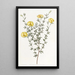 Gompholobium with veined leaves - Sydenham Edwards — framed artwork on a wall