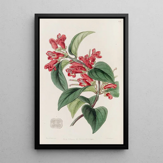 Sydenham Edwards - Vermilion Aeschynanth.webp