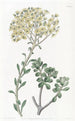 Joubarbe velue - Sydenham Edwards — artwork view