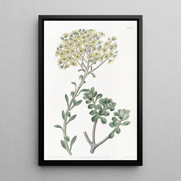 Sydenham Edwards - Villous Houseleek.webp