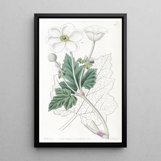 Sydenham Edwards - Vineleaved Anemone.webp