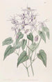 Epimède violet - Sydenham Edwards — artwork view
