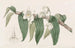 Dendrobium aquatique - Sydenham Edwards — weergave van het kunstwerk