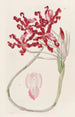 Schomburgkia ondulée - Sydenham Edwards — artwork view
