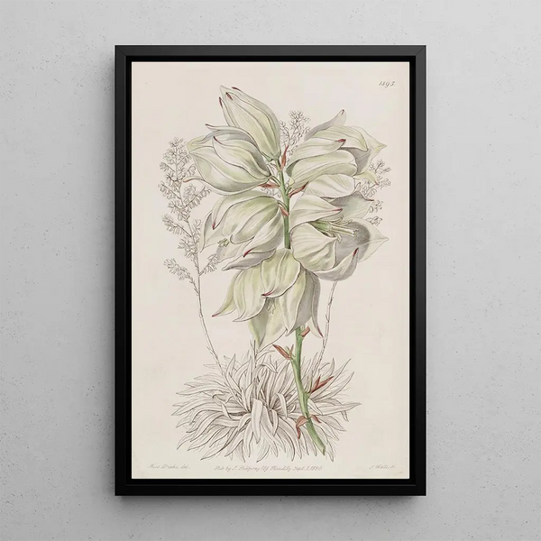 Sydenham Edwards - Weakleaved Adams Needle.webp