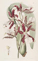Miltonia à lèvres en coin - Sydenham Edwards — artwork view