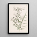 Schizanthus blanc - Sydenham Edwards — framed artwork on a wall
