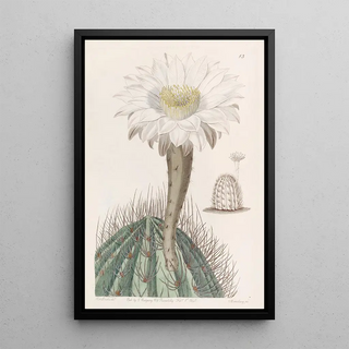 Sydenham Edwards - White Torchthistle.webp