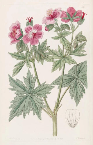 Sydenham Edwards - Woolyflowered Geranium.webp