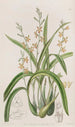 Épidendrum couleur ocre jaune - Sydenham Edwards — artwork view