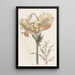 Lys du Japon jaune - Sydenham Edwards — framed artwork on a wall