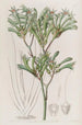 Amigozanthus with yellow hairs - Sydenham Edwards — artwork view