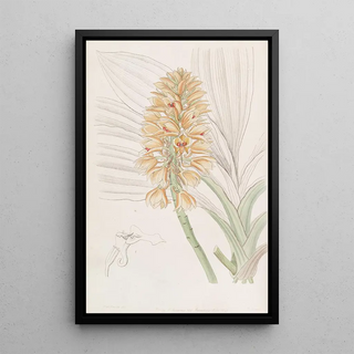 Sydenham Edwards - Yellowspiked Calanthe.webp