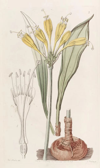 Sydenham Edwards - YolkofEgg Stenomesson.webp