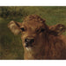 Reproductie van het schilderij Hoofd van kalf - Rosa Bonheur