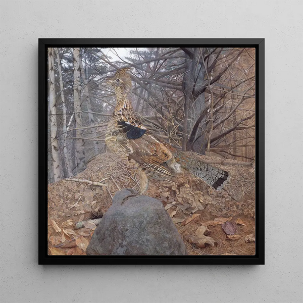 Tétras à plumes rousses mâle dans la forêt - Gerald Thayer