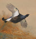 Tetra in vlucht - Archibald Thorburn — weergave van het kunstwerk
