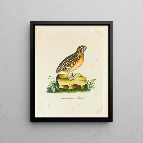 The Reverend Christopher Atkinson - Portrait Of A Quail.webp