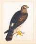 met een portret van een buizerd Sint-Martinus - De Reverent Christopher Atkinson — weergave van het kunstwerk