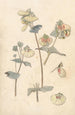 Studiën van bloemen - Theo Nieuwenhuis — weergave van het kunstwerk